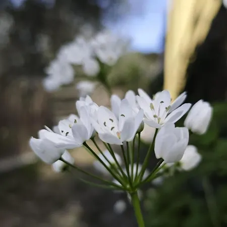 Alba Dachi Farm Andora