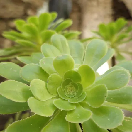 Alba Dachi Farm Apartment